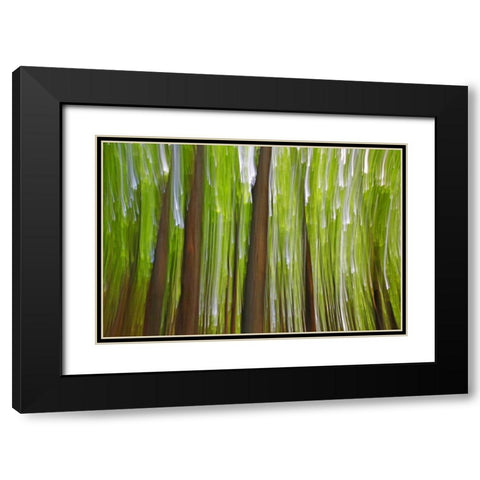 Canada, Quebec Maple grove abstract at sunset Black Modern Wood Framed Art Print with Double Matting by Delisle, Gilles
