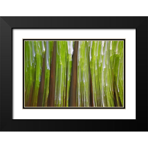 Canada, Quebec Maple grove abstract at sunset Black Modern Wood Framed Art Print with Double Matting by Delisle, Gilles