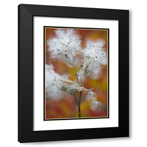 Canada, Quebec, Milkweed releasing seeds Black Modern Wood Framed Art Print with Double Matting by Delisle, Gilles
