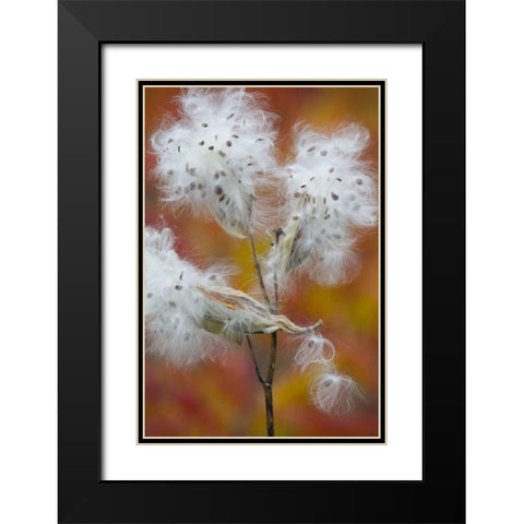 Canada, Quebec, Milkweed releasing seeds Black Modern Wood Framed Art Print with Double Matting by Delisle, Gilles