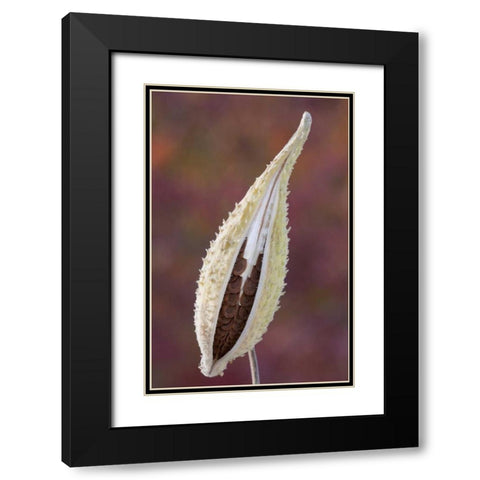 Canada, Quebec, Mt St-Bruno Park Milkweed seed Black Modern Wood Framed Art Print with Double Matting by Delisle, Gilles