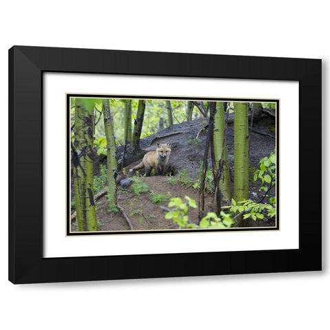 Canada, Mt St-Bruno Park Red fox kit at den site Black Modern Wood Framed Art Print with Double Matting by Delisle, Gilles