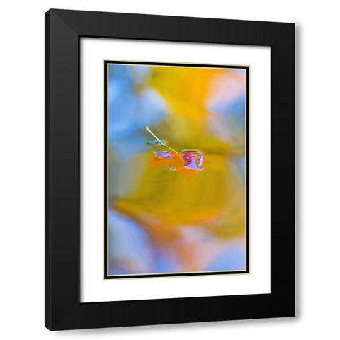 Canada, Quebec, Red maple leaf on autumn pool Black Modern Wood Framed Art Print with Double Matting by Delisle, Gilles