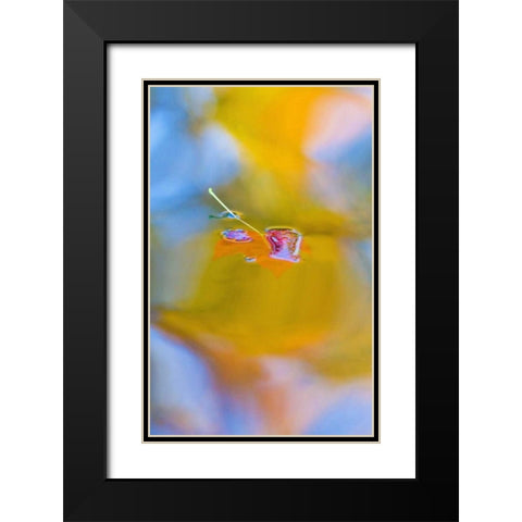 Canada, Quebec, Red maple leaf on autumn pool Black Modern Wood Framed Art Print with Double Matting by Delisle, Gilles