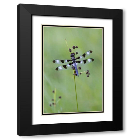 Canada, Quebec, Twelve-spot skimmer Black Modern Wood Framed Art Print with Double Matting by Delisle, Gilles