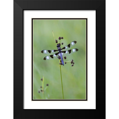 Canada, Quebec, Twelve-spot skimmer Black Modern Wood Framed Art Print with Double Matting by Delisle, Gilles