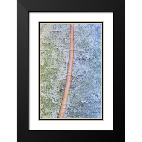 Canada, Quebec, Split paper birch bark detail Black Modern Wood Framed Art Print with Double Matting by Delisle, Gilles