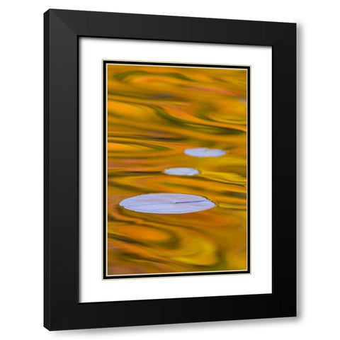 Canada, Quebec, Water lily pad and fall colors Black Modern Wood Framed Art Print with Double Matting by Delisle, Gilles