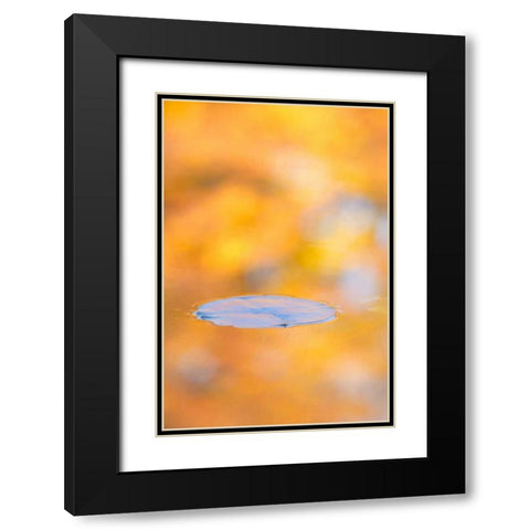 Canada, Quebec, Water lily pad and fall colors Black Modern Wood Framed Art Print with Double Matting by Delisle, Gilles
