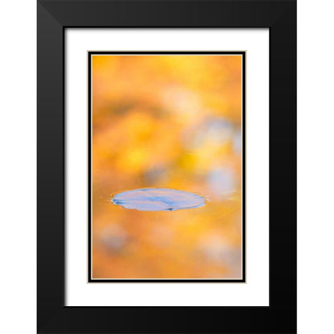 Canada, Quebec, Water lily pad and fall colors Black Modern Wood Framed Art Print with Double Matting by Delisle, Gilles