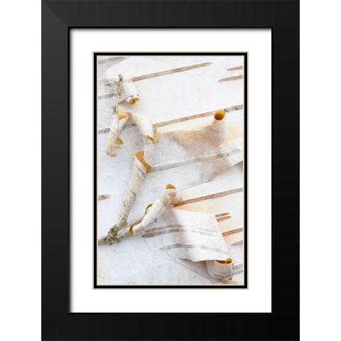Canada, Mt St-Bruno Park White birch bark detail Black Modern Wood Framed Art Print with Double Matting by Delisle, Gilles