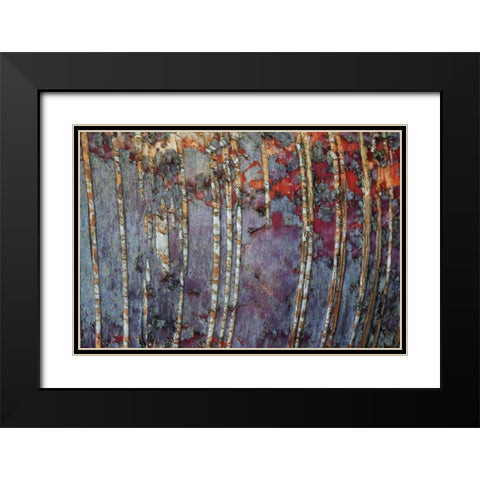 Canada, Quebec White birch root bark patterns Black Modern Wood Framed Art Print with Double Matting by Delisle, Gilles