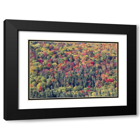 Canada, Mount Tremblant NP Forest in fall Black Modern Wood Framed Art Print with Double Matting by Delisle, Gilles