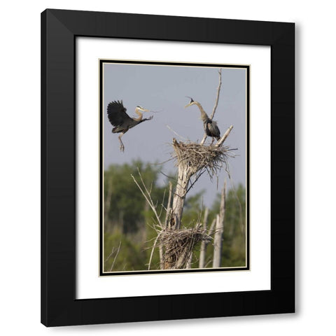 Canada, Quebec Great blue herons at their nest Black Modern Wood Framed Art Print with Double Matting by Delisle, Gilles