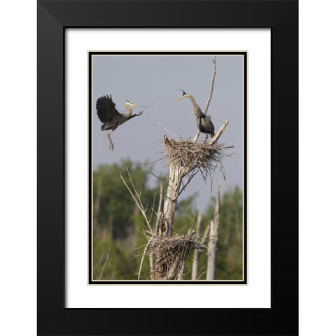 Canada, Quebec Great blue herons at their nest Black Modern Wood Framed Art Print with Double Matting by Delisle, Gilles