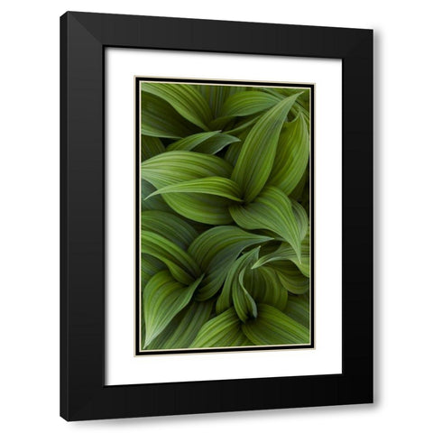 Canada, Quebec, Yamaska NP Green false hellebore Black Modern Wood Framed Art Print with Double Matting by Delisle, Gilles