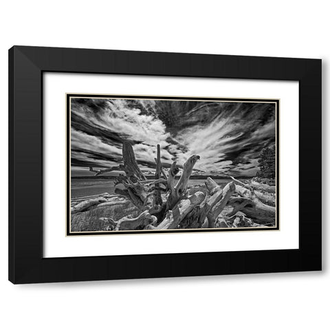 Canada-Quebec-Forillon National Park Driftwood along ocean shore Black Modern Wood Framed Art Print with Double Matting by Jaynes Gallery