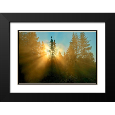 Canada-Quebec-Chibougamau Trees in fog at sunrise Black Modern Wood Framed Art Print with Double Matting by Jaynes Gallery