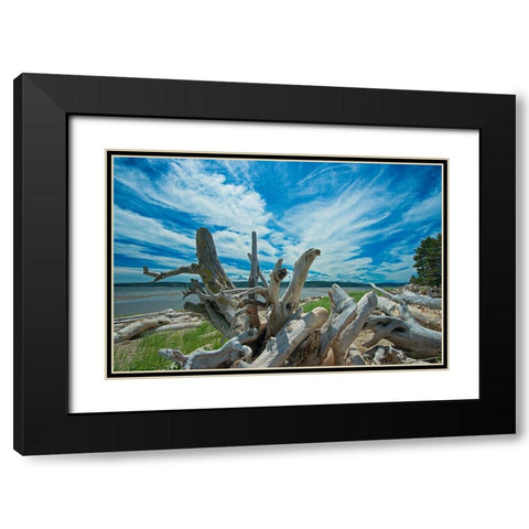 Canada-Quebec-Forillon National Park Driftwood along La Plage de Penouille Black Modern Wood Framed Art Print with Double Matting by Jaynes Gallery