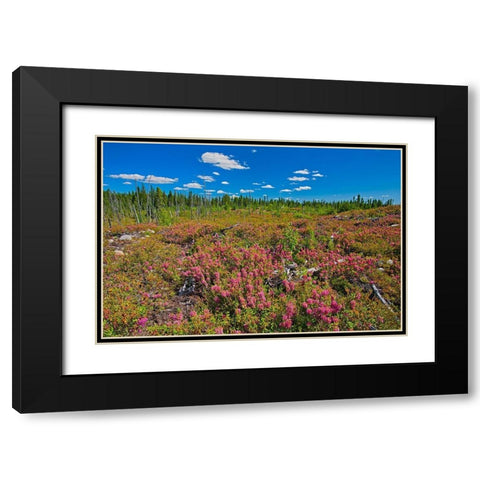 Canada-Quebec-Chibougamau Bog laurel blossoms in burnt over forest Black Modern Wood Framed Art Print with Double Matting by Jaynes Gallery