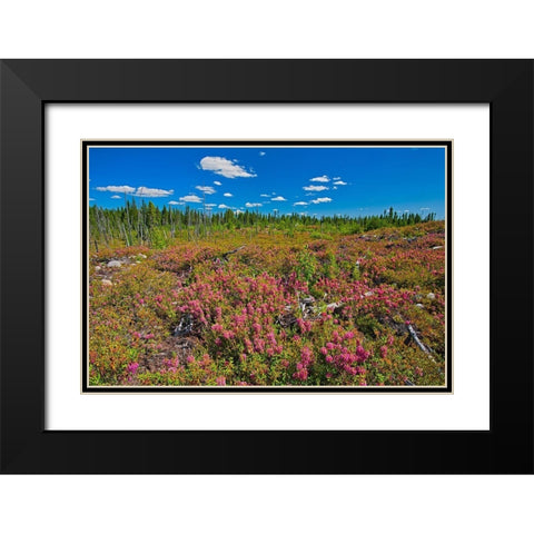 Canada-Quebec-Chibougamau Bog laurel blossoms in burnt over forest Black Modern Wood Framed Art Print with Double Matting by Jaynes Gallery
