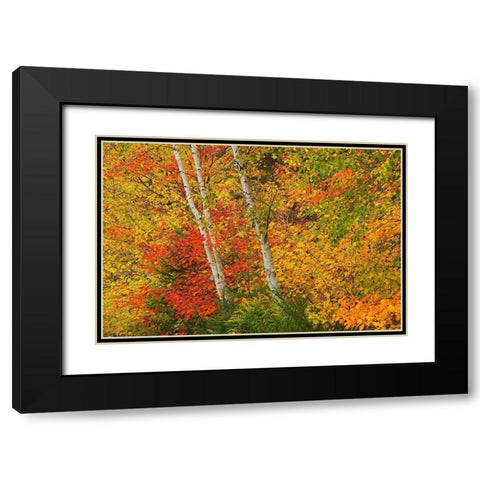 Canada-Quebec-La Mauricie National Park Autumn forest colors Black Modern Wood Framed Art Print with Double Matting by Jaynes Gallery