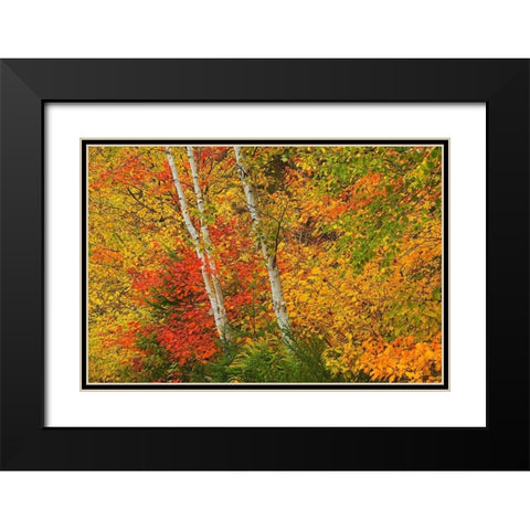 Canada-Quebec-La Mauricie National Park Autumn forest colors Black Modern Wood Framed Art Print with Double Matting by Jaynes Gallery