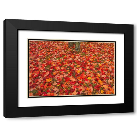 Canada-Quebec-Rimouski Sugar maple leaves and tree trunk Black Modern Wood Framed Art Print with Double Matting by Jaynes Gallery
