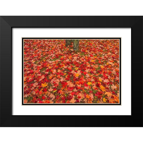 Canada-Quebec-Rimouski Sugar maple leaves and tree trunk Black Modern Wood Framed Art Print with Double Matting by Jaynes Gallery