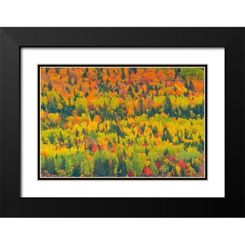 Canada-Quebec-Saint Pacome Autumn forest colors in Notre Dame Mountains Black Modern Wood Framed Art Print with Double Matting by Jaynes Gallery
