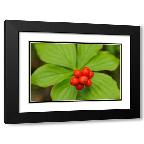 Canada-Quebec-RiviÃ¨re-au-Tonnerre Bunchberry fruit and leaves close-up Black Modern Wood Framed Art Print with Double Matting by Jaynes Gallery