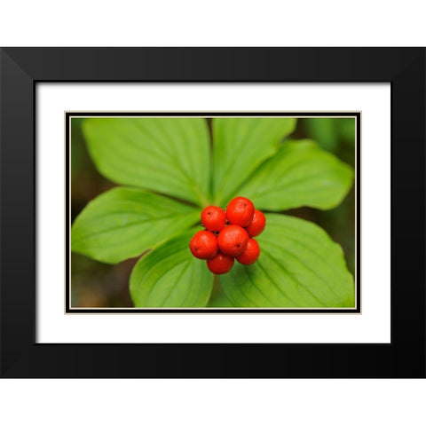 Canada-Quebec-RiviÃ¨re-au-Tonnerre Bunchberry fruit and leaves close-up Black Modern Wood Framed Art Print with Double Matting by Jaynes Gallery