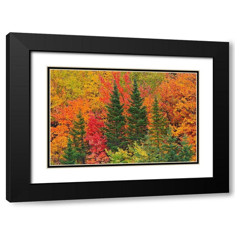 Canada-Quebec-Saint-Pacome Mixedwood forest in autumn Black Modern Wood Framed Art Print with Double Matting by Jaynes Gallery
