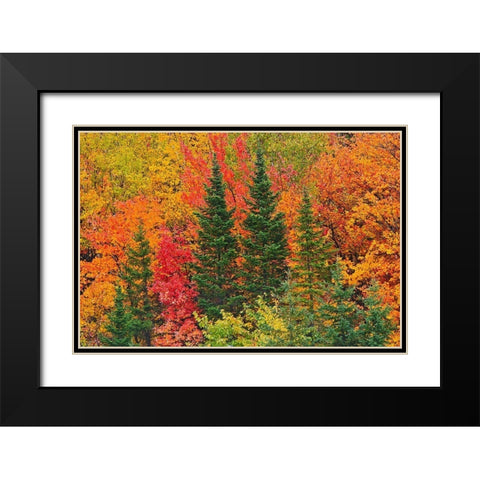 Canada-Quebec-Saint-Pacome Mixedwood forest in autumn Black Modern Wood Framed Art Print with Double Matting by Jaynes Gallery