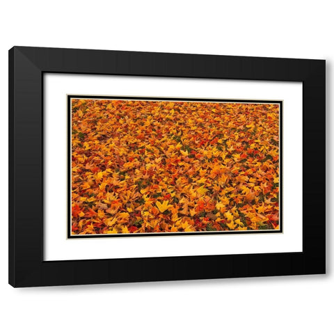 Canada-Quebec-Ste Famille on Ile dOrleans Fallen sugar maple leaves in autumn Black Modern Wood Framed Art Print with Double Matting by Jaynes Gallery