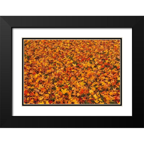 Canada-Quebec-Ste Famille on Ile dOrleans Fallen sugar maple leaves in autumn Black Modern Wood Framed Art Print with Double Matting by Jaynes Gallery