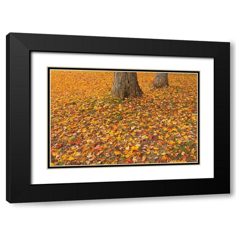 Canada-Quebec-St Michel de Belle Chasse Sugar maple leaves in autumn Black Modern Wood Framed Art Print with Double Matting by Jaynes Gallery