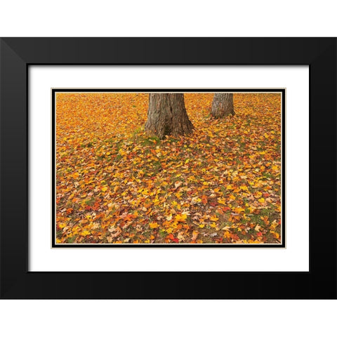 Canada-Quebec-St Michel de Belle Chasse Sugar maple leaves in autumn Black Modern Wood Framed Art Print with Double Matting by Jaynes Gallery