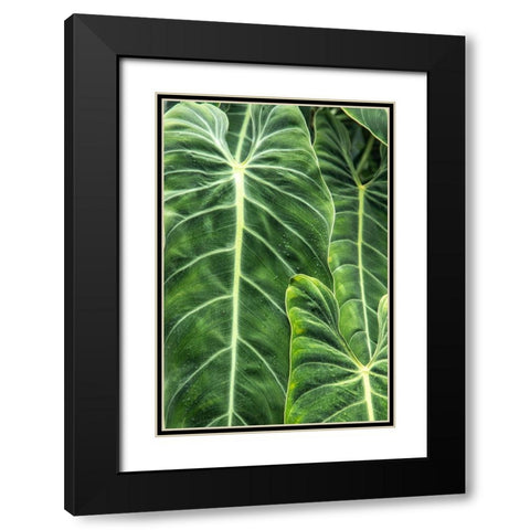 Close-up shots of the leaves from the elephant ears plant-also known as Alocasia Black Modern Wood Framed Art Print with Double Matting by Ostrowitz, Mallorie