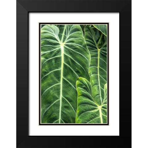 Close-up shots of the leaves from the elephant ears plant-also known as Alocasia Black Modern Wood Framed Art Print with Double Matting by Ostrowitz, Mallorie