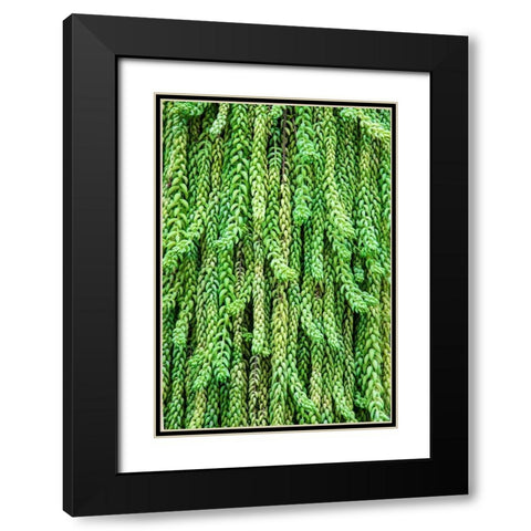 Burros tail plant is named for its long-cylindrical leaves Black Modern Wood Framed Art Print with Double Matting by Ostrowitz, Mallorie