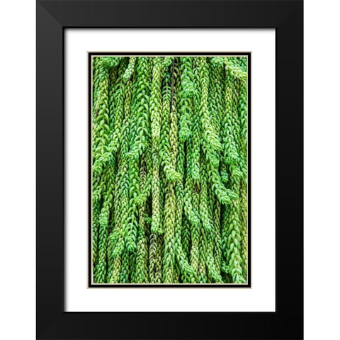 Burros tail plant is named for its long-cylindrical leaves Black Modern Wood Framed Art Print with Double Matting by Ostrowitz, Mallorie