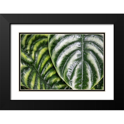 Montreal Botanical Gardens-elephants ears with rainwater Black Modern Wood Framed Art Print with Double Matting by Ostrowitz, Mallorie