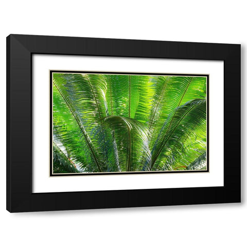 Close-up of the fronds of the Sago Palm Tree Black Modern Wood Framed Art Print with Double Matting by Ostrowitz, Mallorie