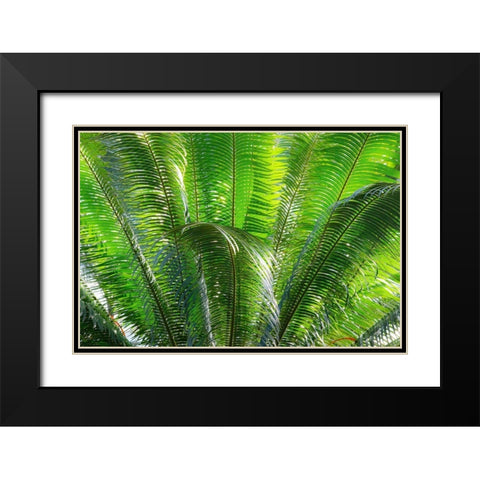 Close-up of the fronds of the Sago Palm Tree Black Modern Wood Framed Art Print with Double Matting by Ostrowitz, Mallorie