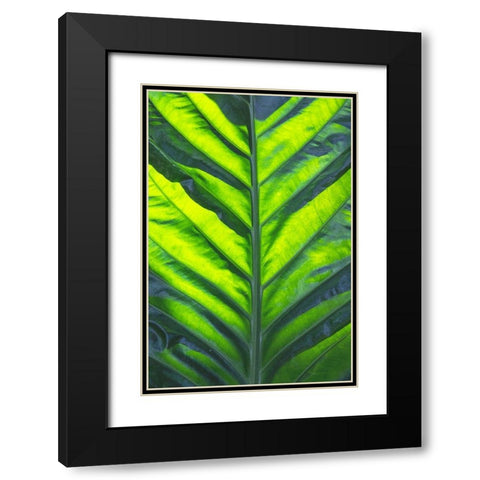 Thailand giant elephant ear-is considered invasive in certain states in the United States Black Modern Wood Framed Art Print with Double Matting by Ostrowitz, Mallorie