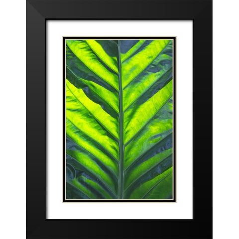 Thailand giant elephant ear-is considered invasive in certain states in the United States Black Modern Wood Framed Art Print with Double Matting by Ostrowitz, Mallorie