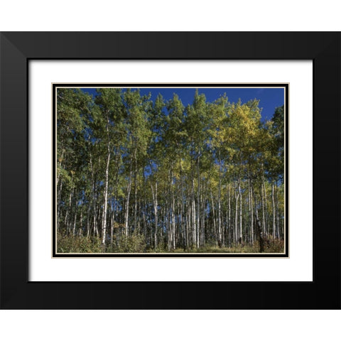 Canada, Saskatchewan, Aspen forest Black Modern Wood Framed Art Print with Double Matting by Grandmaison, Mike