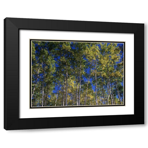 Canada, Saskatchewan, Aspen forest Black Modern Wood Framed Art Print with Double Matting by Grandmaison, Mike