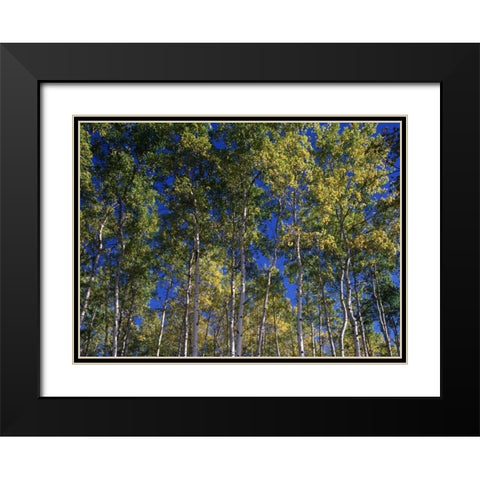 Canada, Saskatchewan, Aspen forest Black Modern Wood Framed Art Print with Double Matting by Grandmaison, Mike